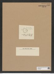 Diatomeae indet. Zeichnungen Sammlung Grunow Nr. 7540 (NHMW-BOT-W0376682)